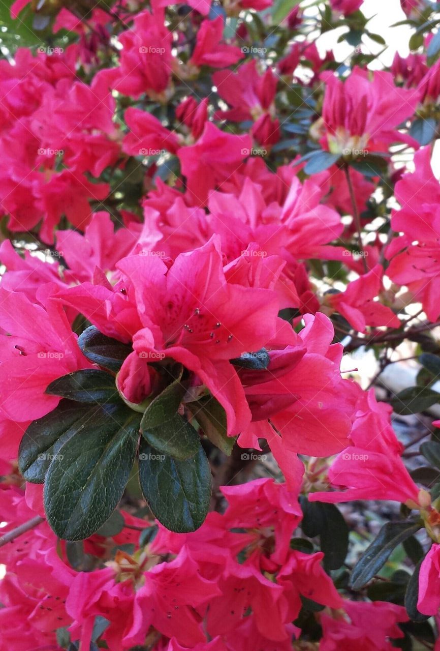 Spring Azaleas
