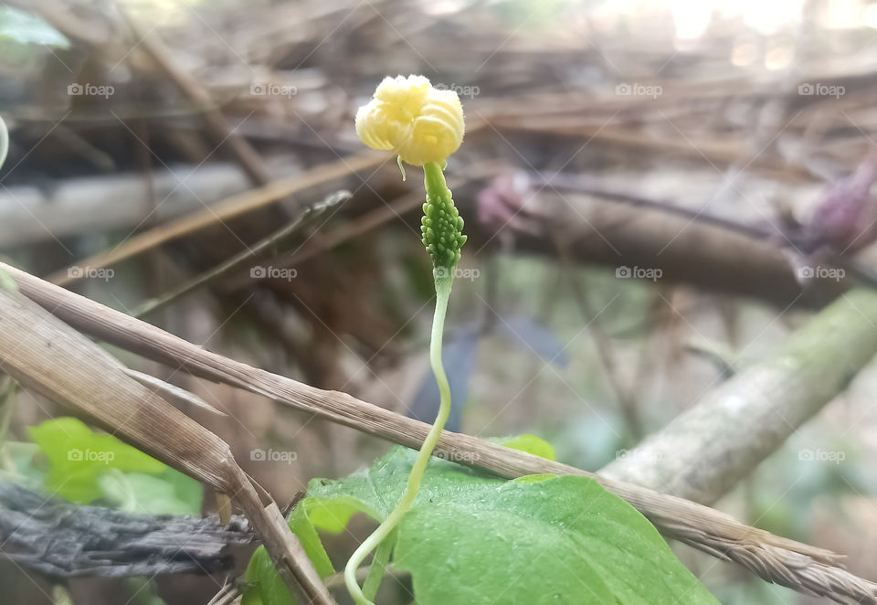 Growing Bitter Gourd Photo
Bitter gourd is also a vegetable of many names. It is equally known as bitter melon, bitter cucumber, balsam-pear, bitter apple, or bitter squash.