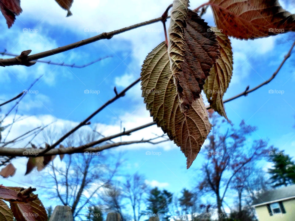 Changing Leaves