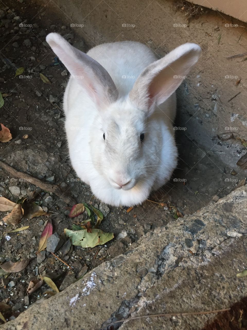 Bunny rabbit waiting