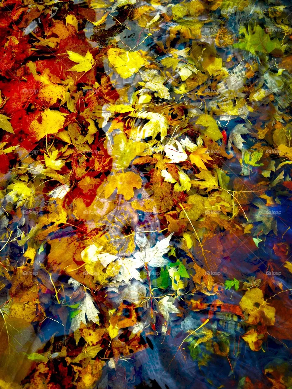 Leaves!! 