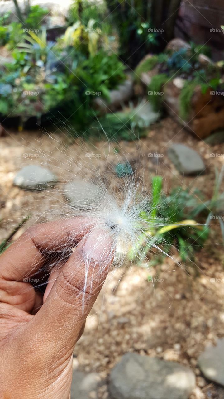 fluffy White tillandsia air plant seed found flying