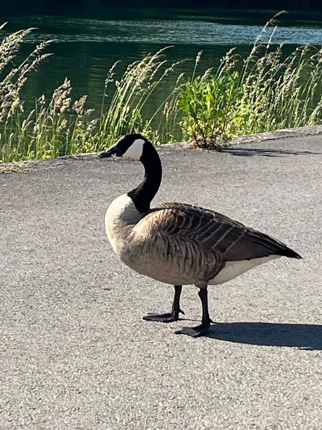 Duck walk