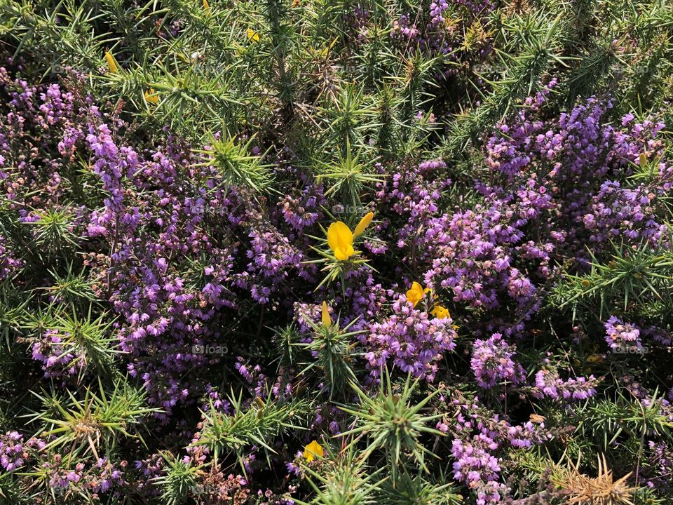 Some purple horse also early in bloom on the Dartmoor National Park in Devon, some lovely nature to witness here.