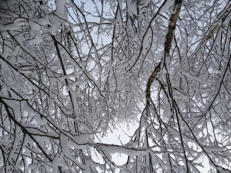 ed snow winter trees by lindajacobi