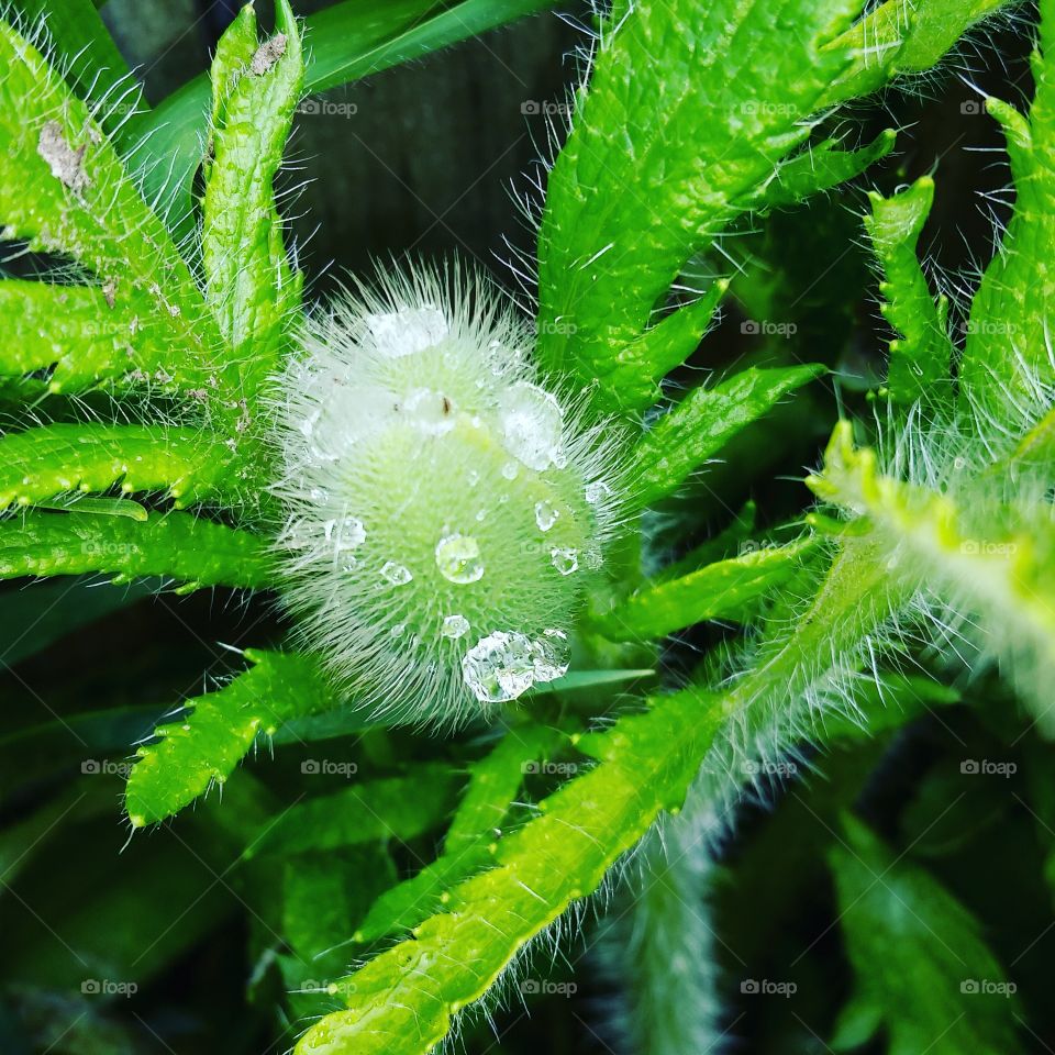 Dew on the Poppy
