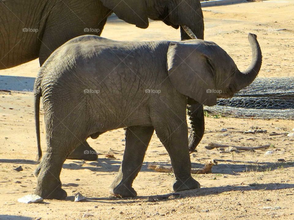 a baby elephant hurries to keep up with his mother in Kruger National Park