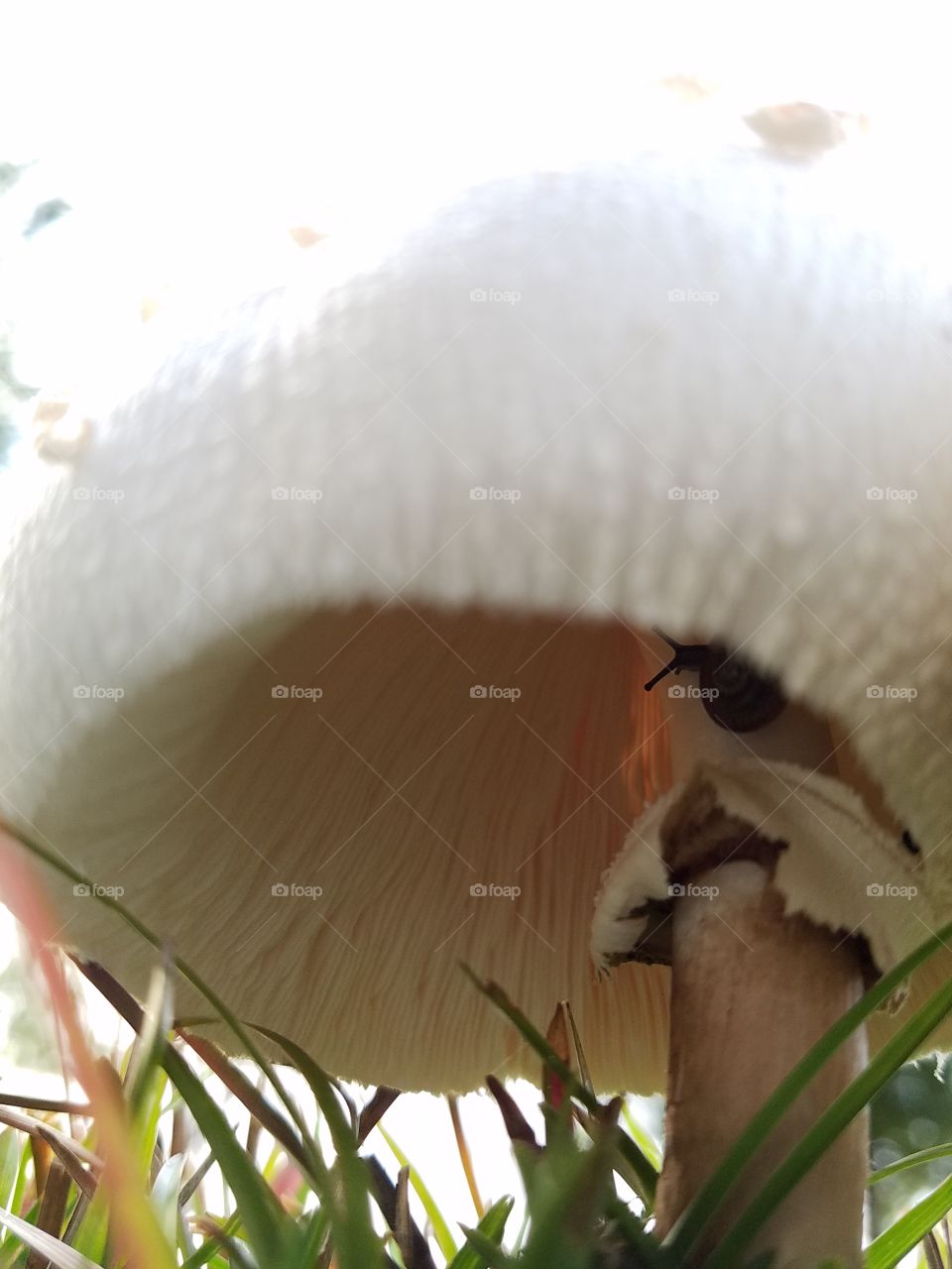 snail under mushroom cap.