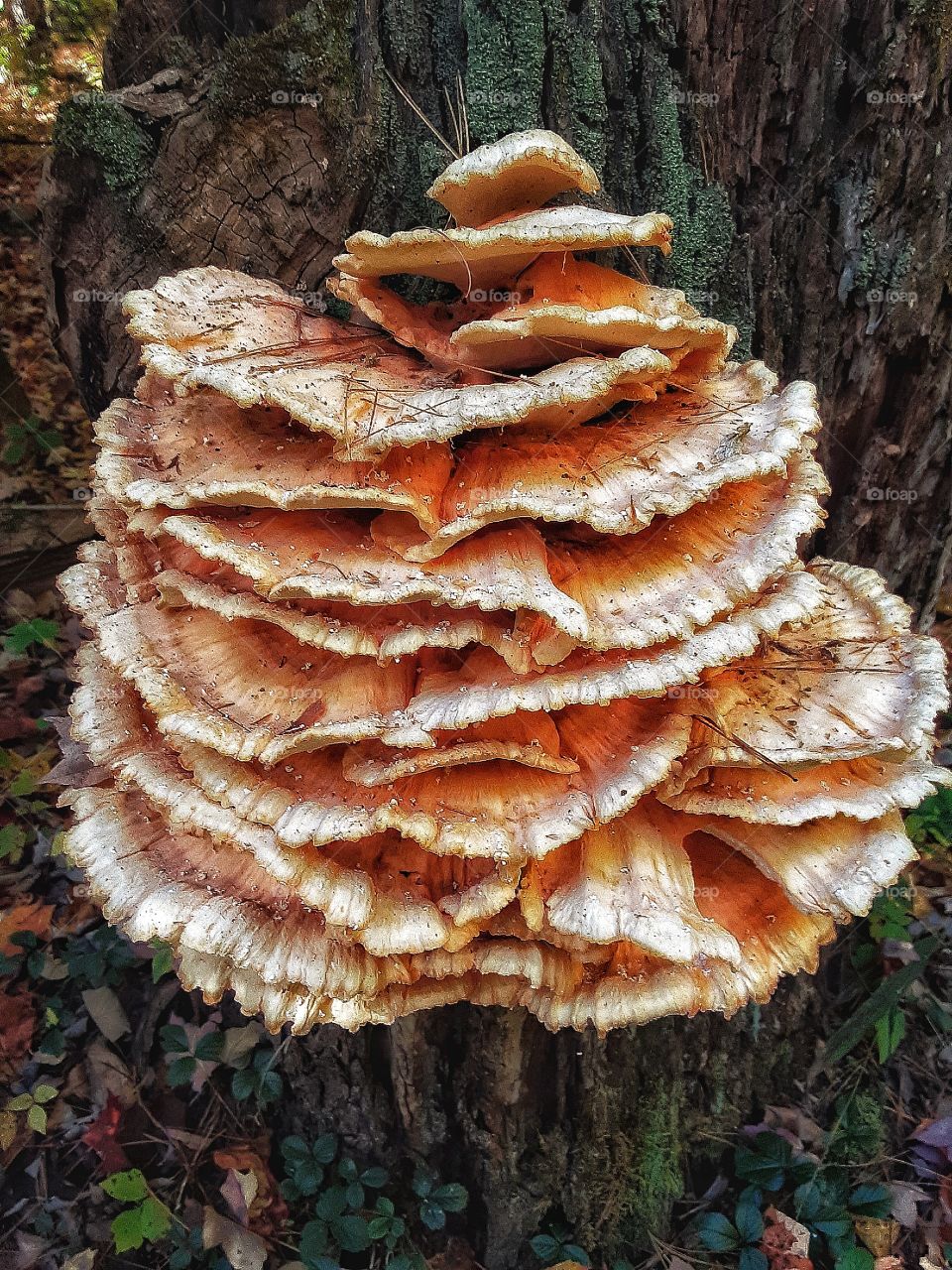 chicken of the woods mushroom