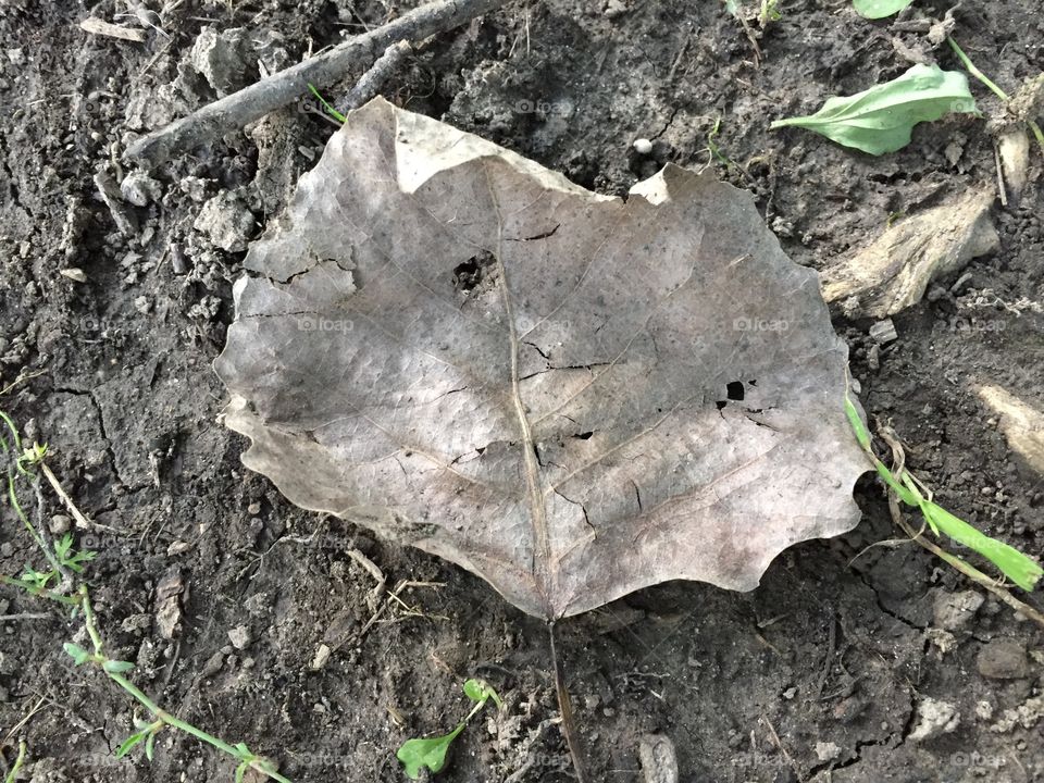 Dead Leaf