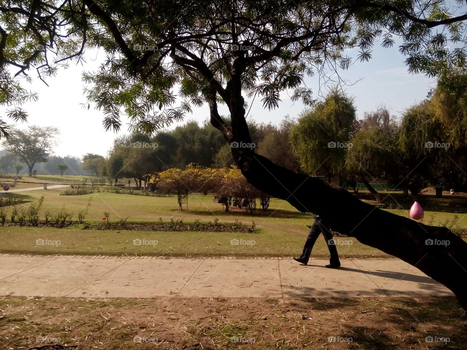 garden grass man trees