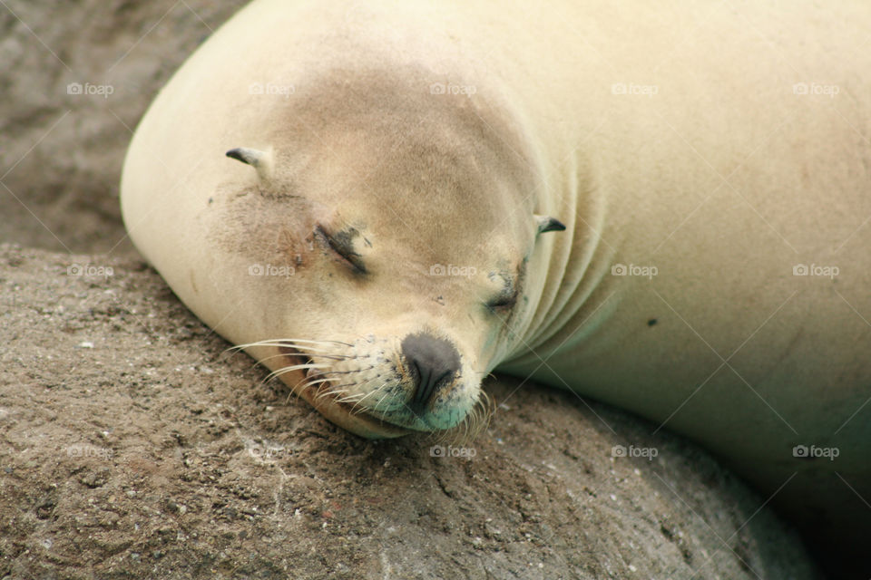 Seal on the rock 