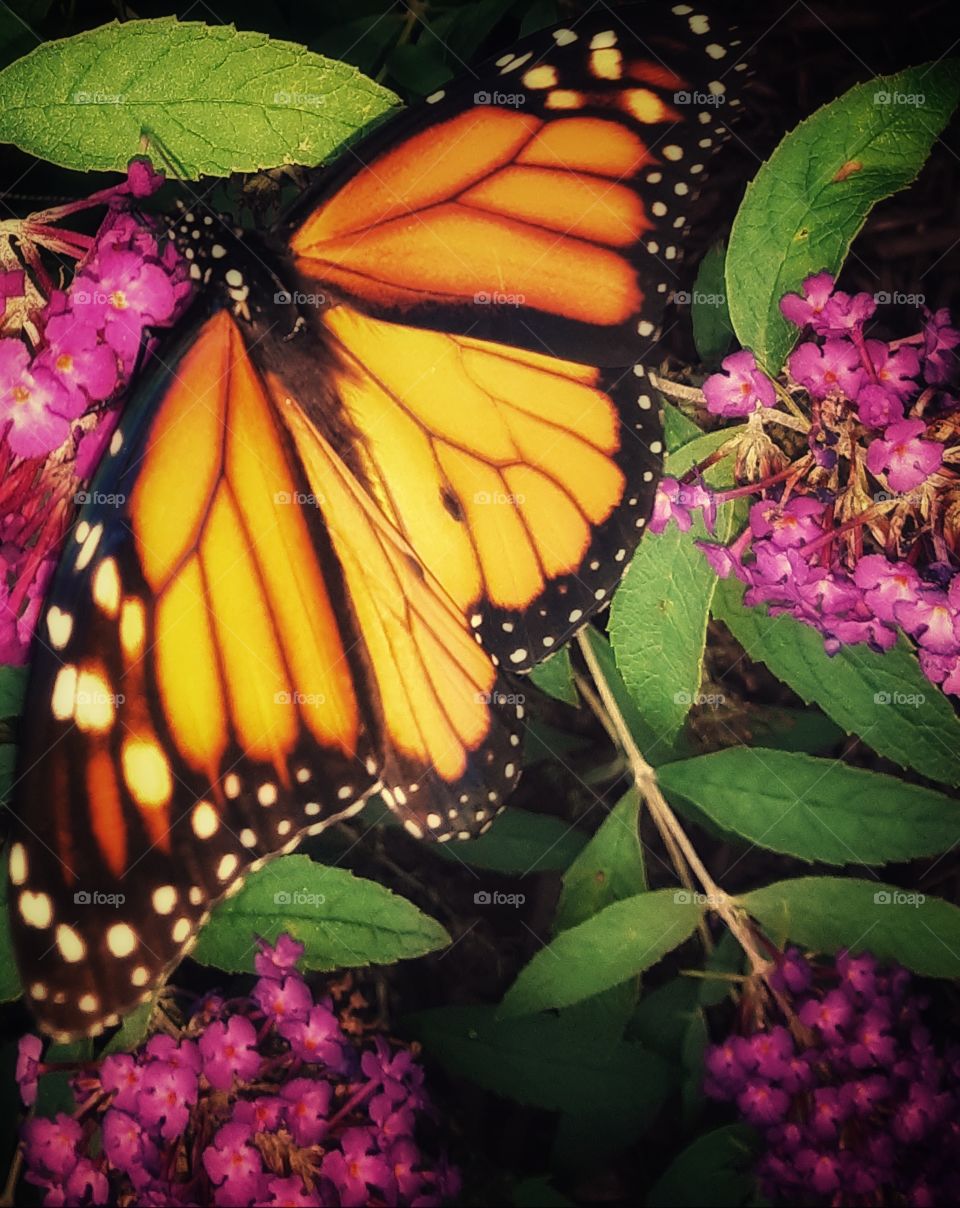The Butterfly Bush 3