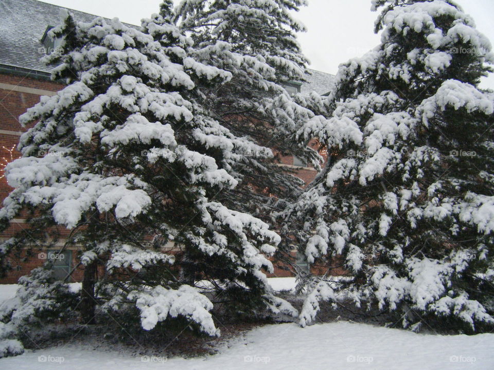 Snowy pine trees