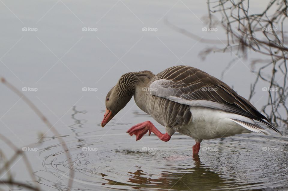 A wild duck walking in water