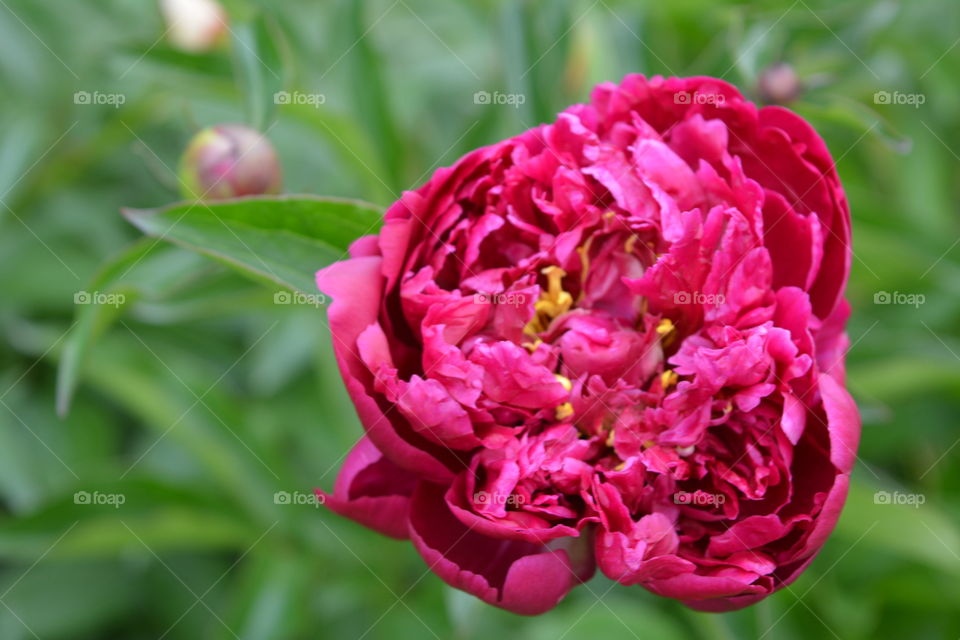 peony