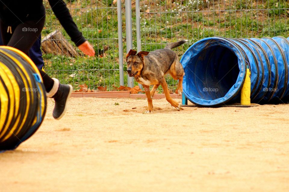 Concurso de agility