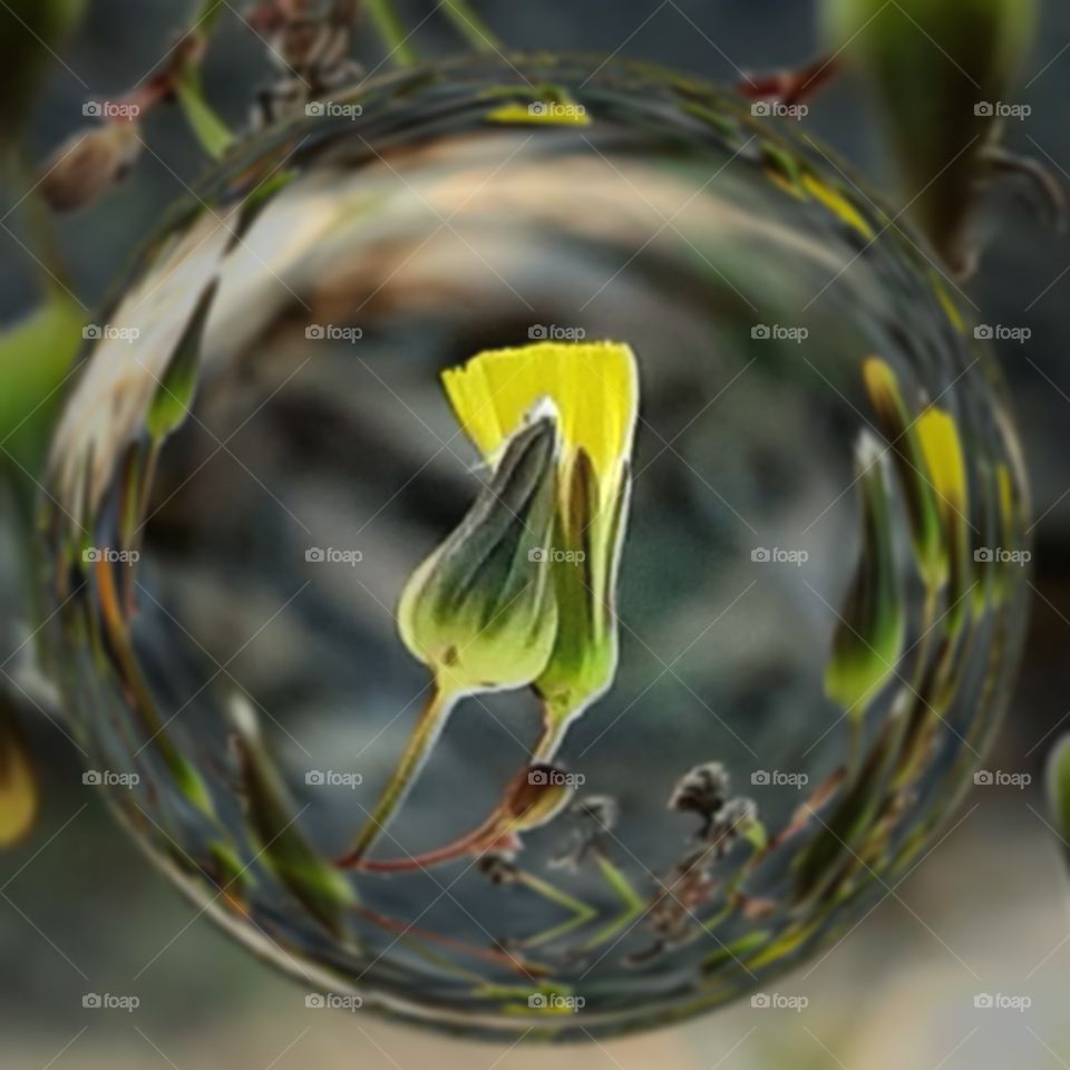 in bloom in a bubble