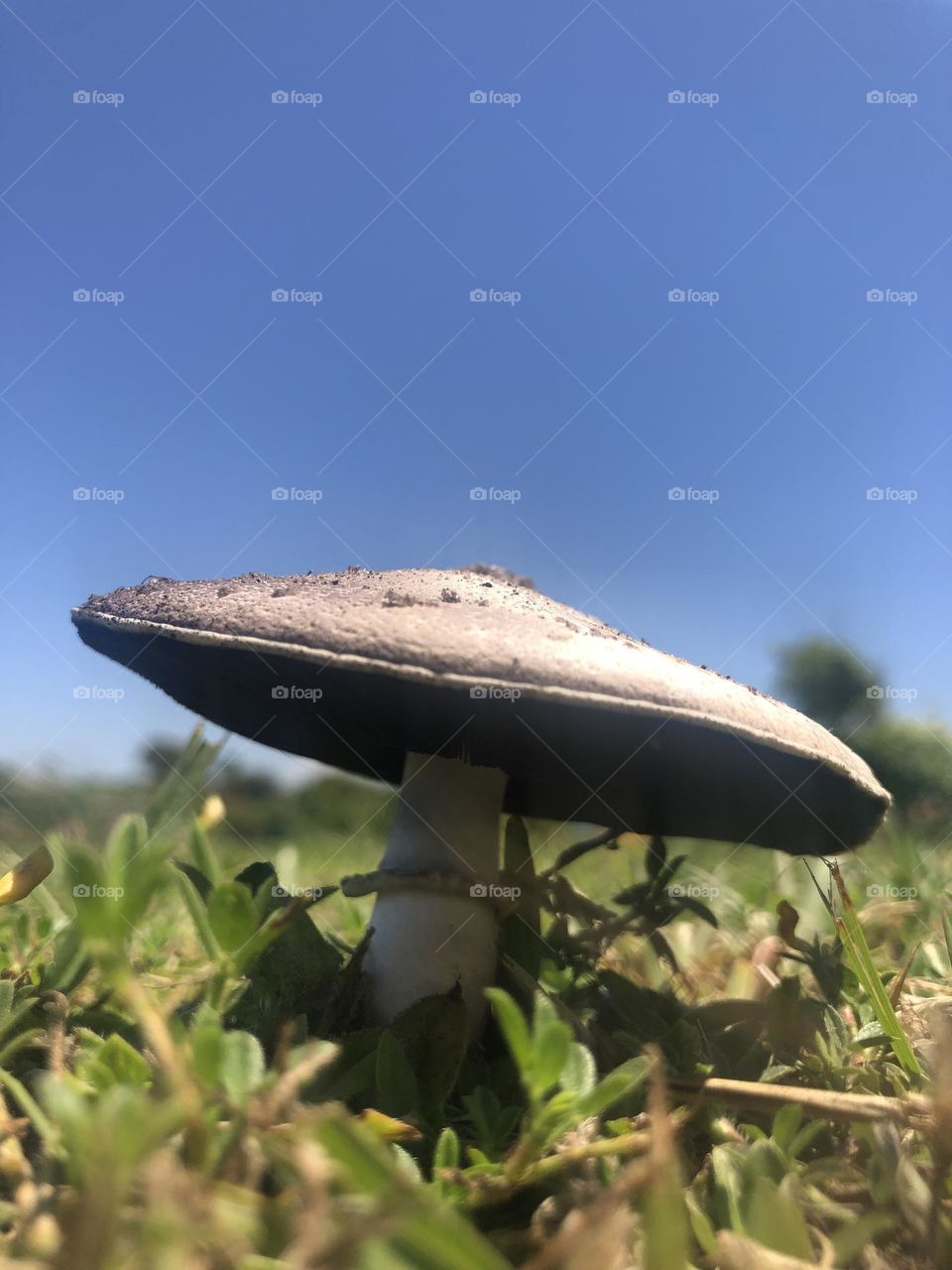Cogumelo 🍄