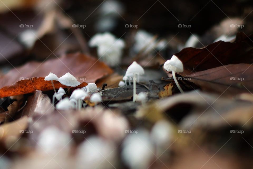 A group of small white mushrooms between brown autumn leaves