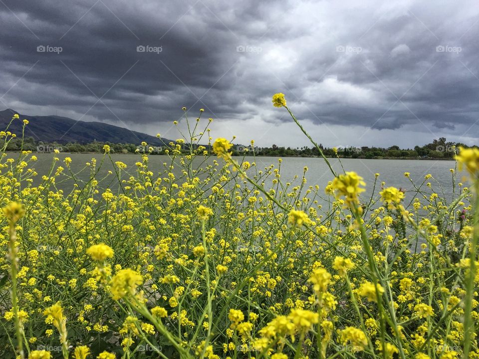 Yellow flowers lining the lake on a stormy day 