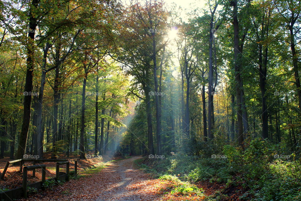 Magic autumn in the forest