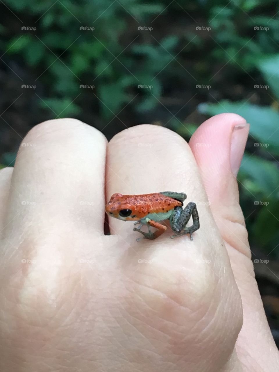 Red frog in Panama