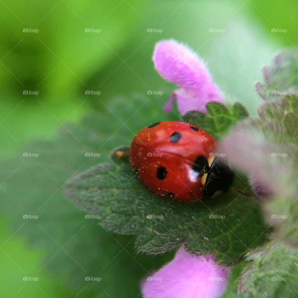 Close-up of Ladybug