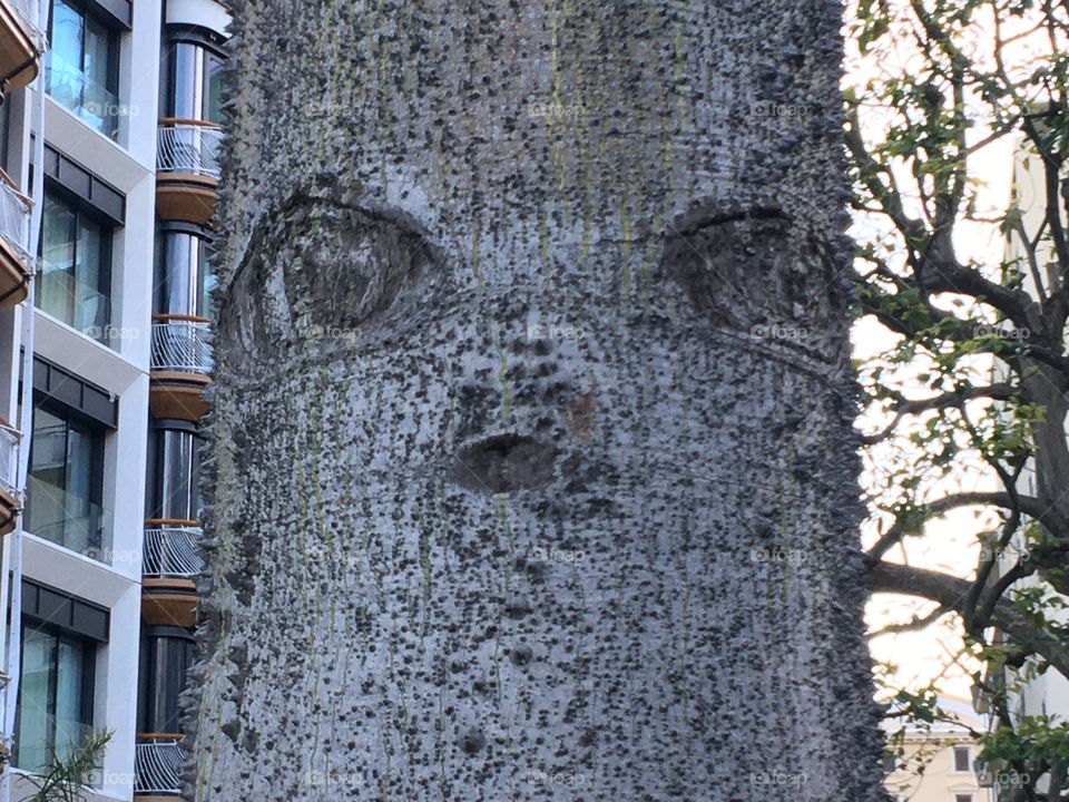 Face on a tree