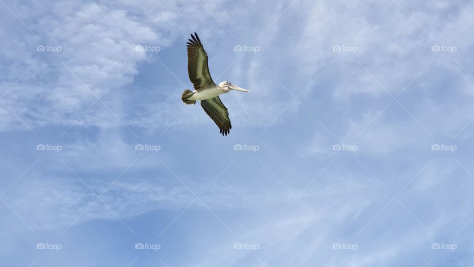 Pelican bird flying in the blue sky 