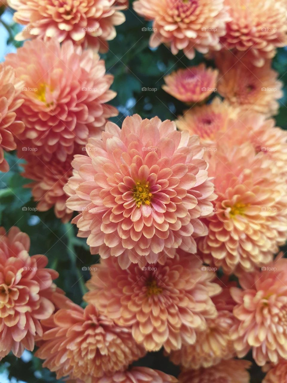 A portrait of big red and pink flowers taken top down.