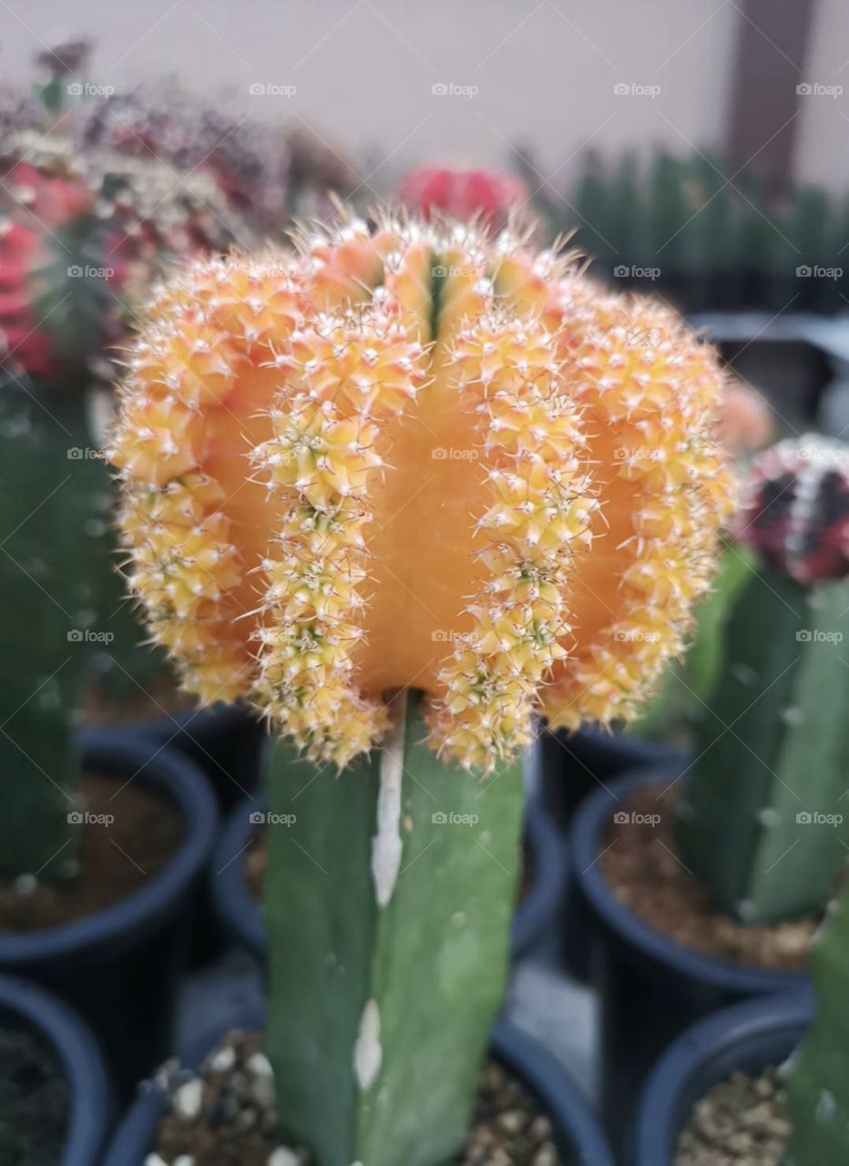 Cereus hexagonus L. Mill. 