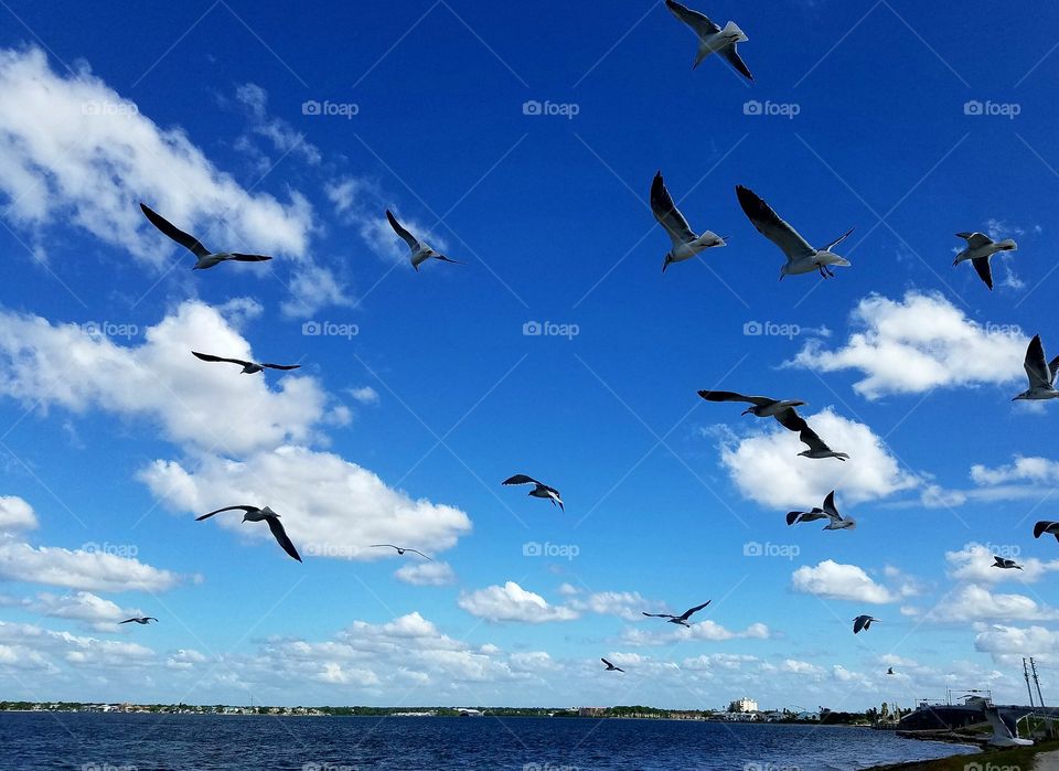 Seagulls Flying on Gulf Coast