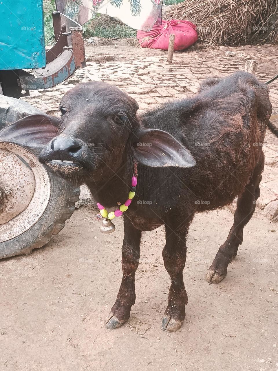 beautiful buffalo baby in india