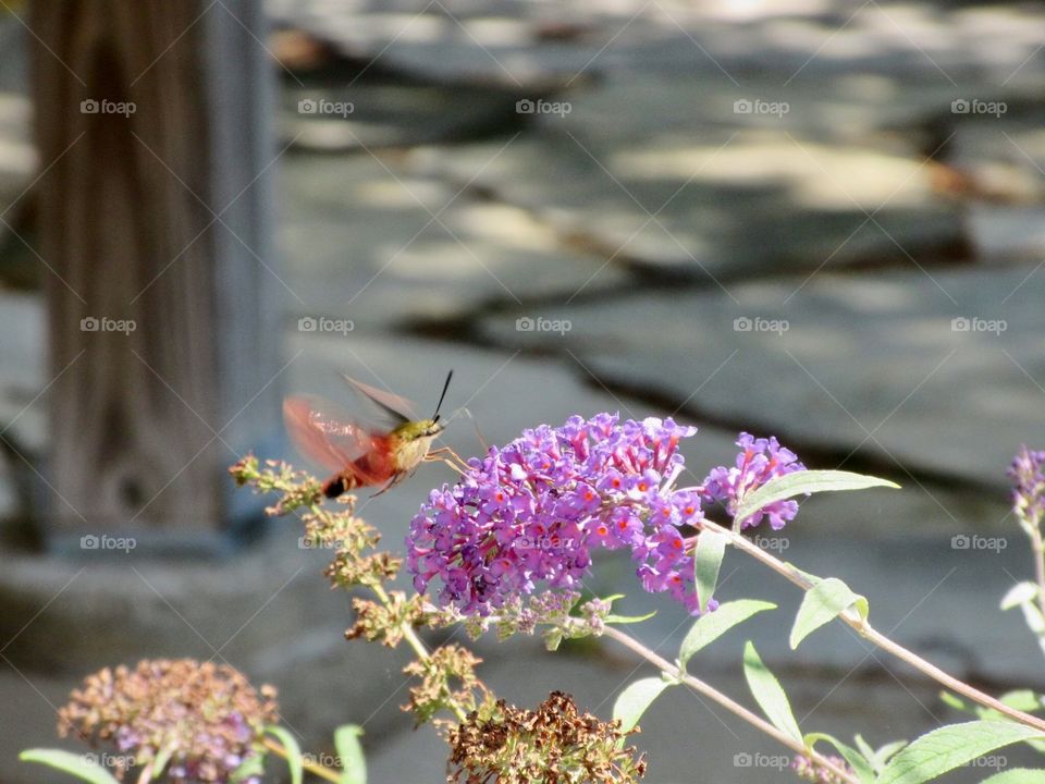 Clear Winged Humming Bird Moth