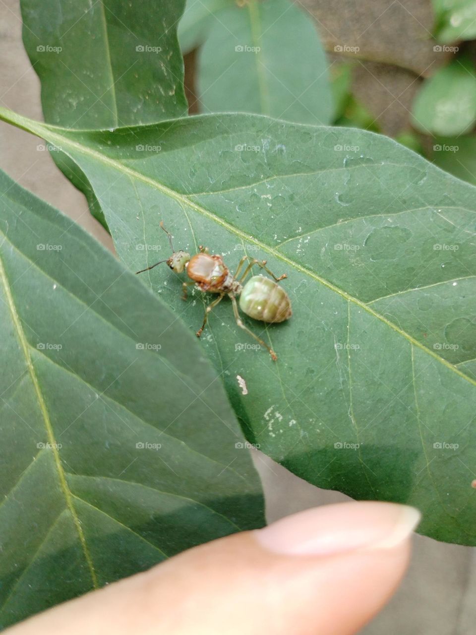 Oecophylla smaragdina