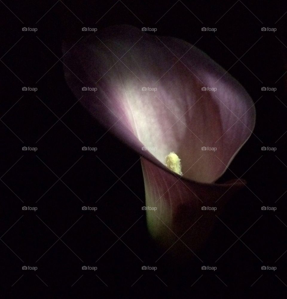 Lilly in the dark