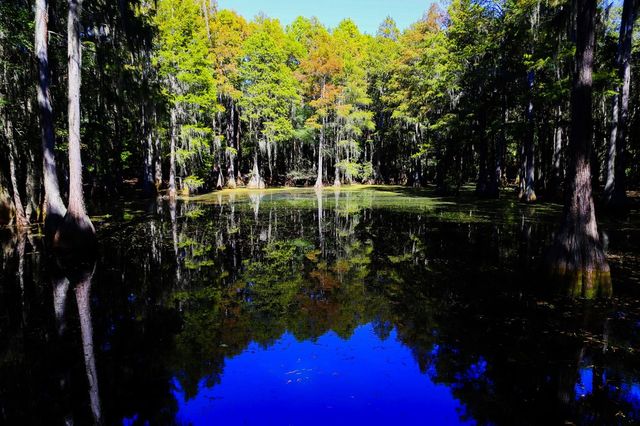 Swamps of Florida