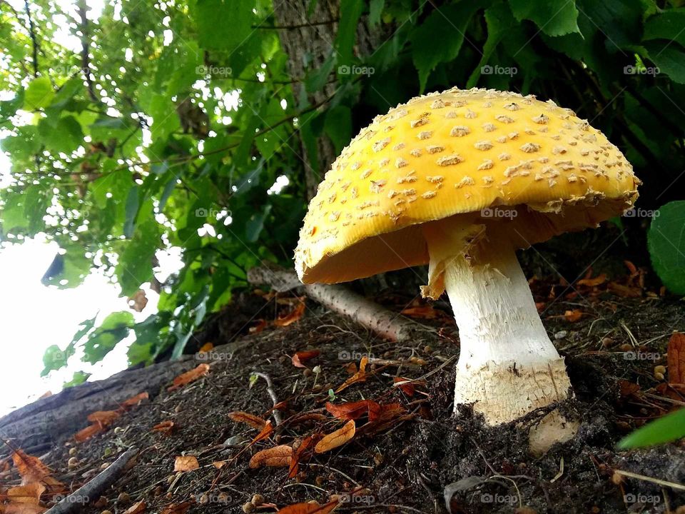 A beautiful large Amanita Muscaria or Yellow Fly Agaric mushroom. These large poisonous fungi arrive in mid summer.