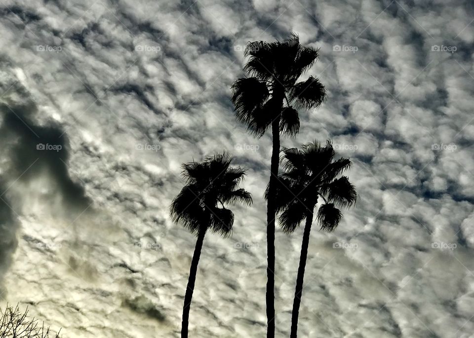 Palms with storm on the way !
