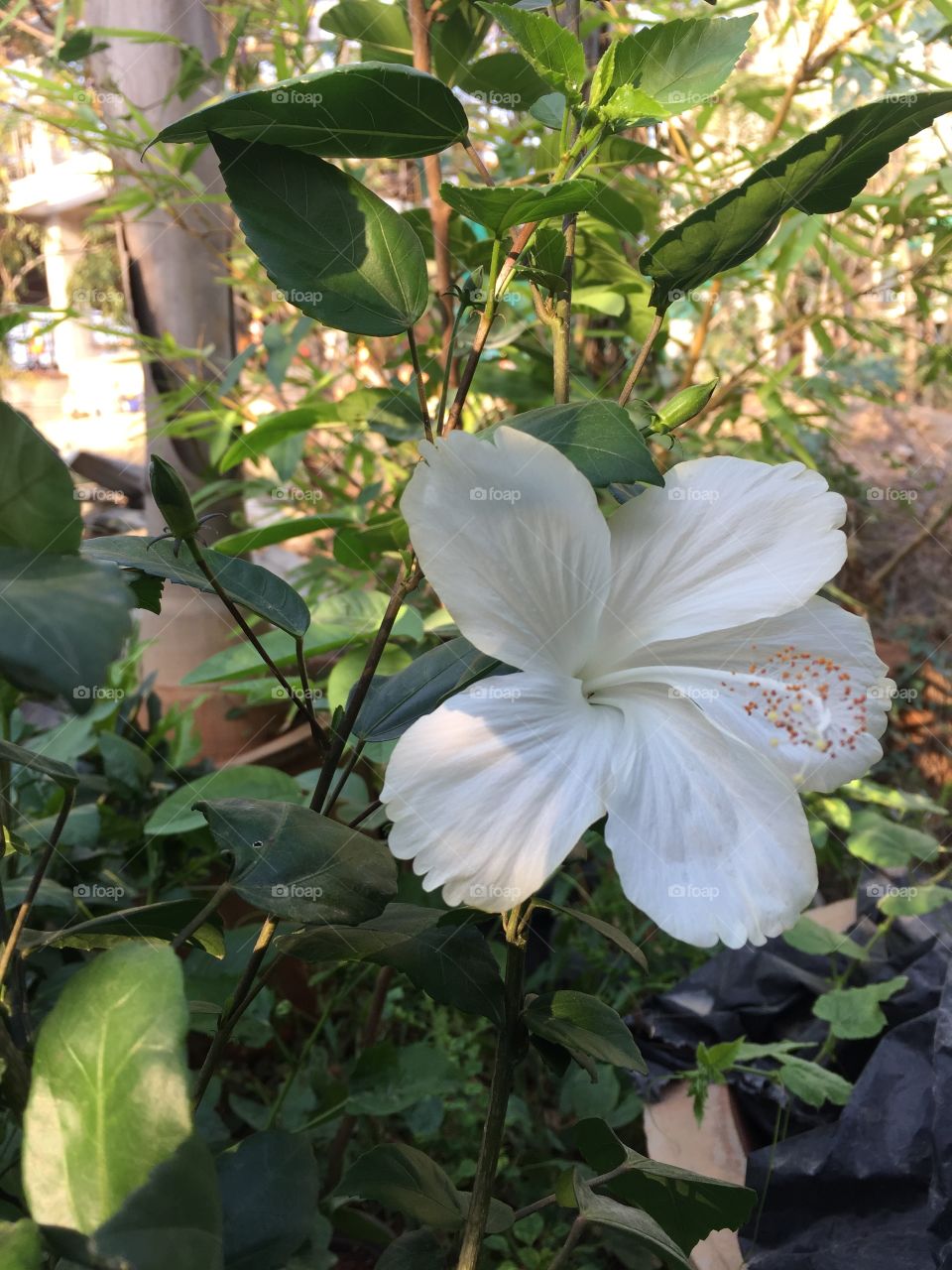 Hibiscus Flower (white)
