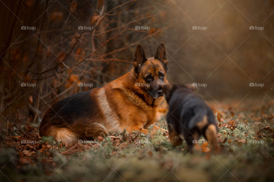 German shepherd dog with little puppies at autumn park