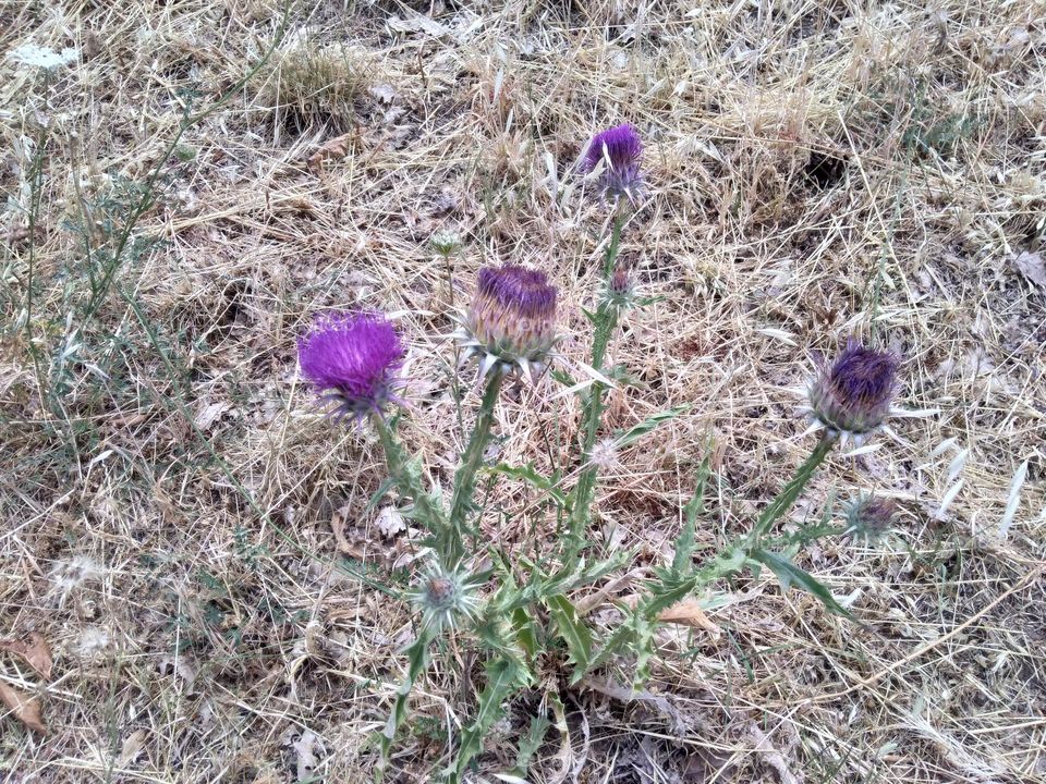 Editors' Choice - Photo of the Week