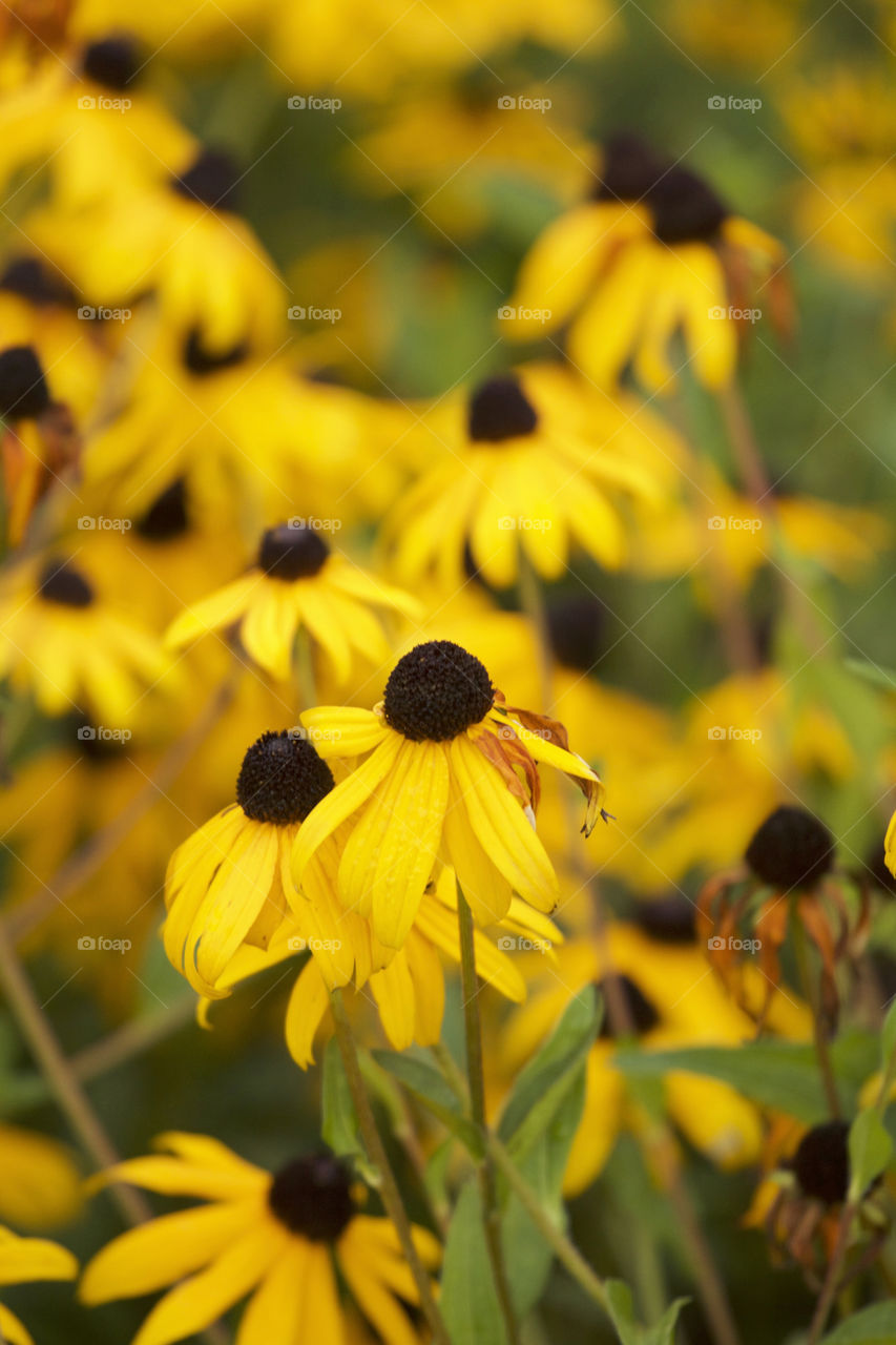 Field of yellow flowers