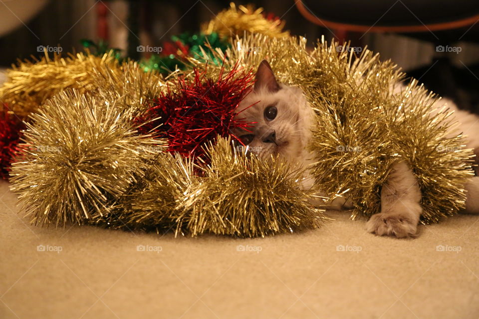 Cat Playing with Tinsel