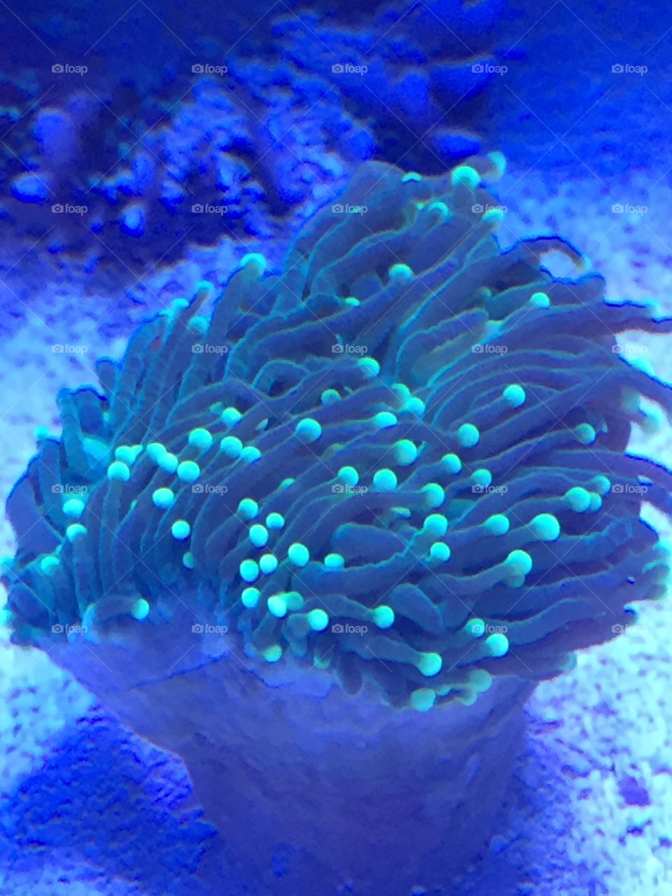 Torch coral in my tank