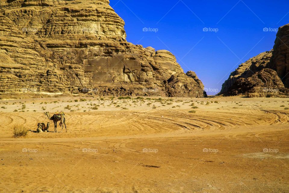 camels in the Desert of Wadi Rum Jordan