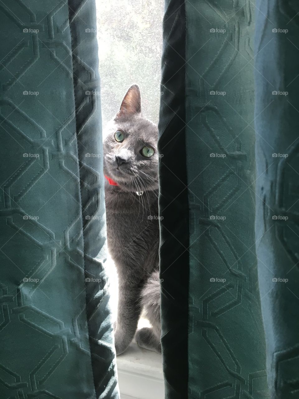 Kitten sitting in a window framed by two blue curtains 