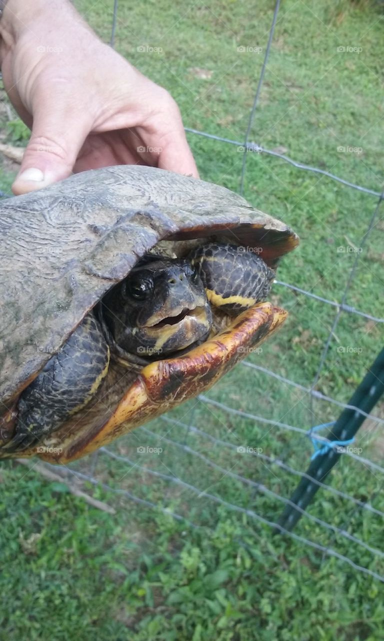 Yellow-bellied slider turtle