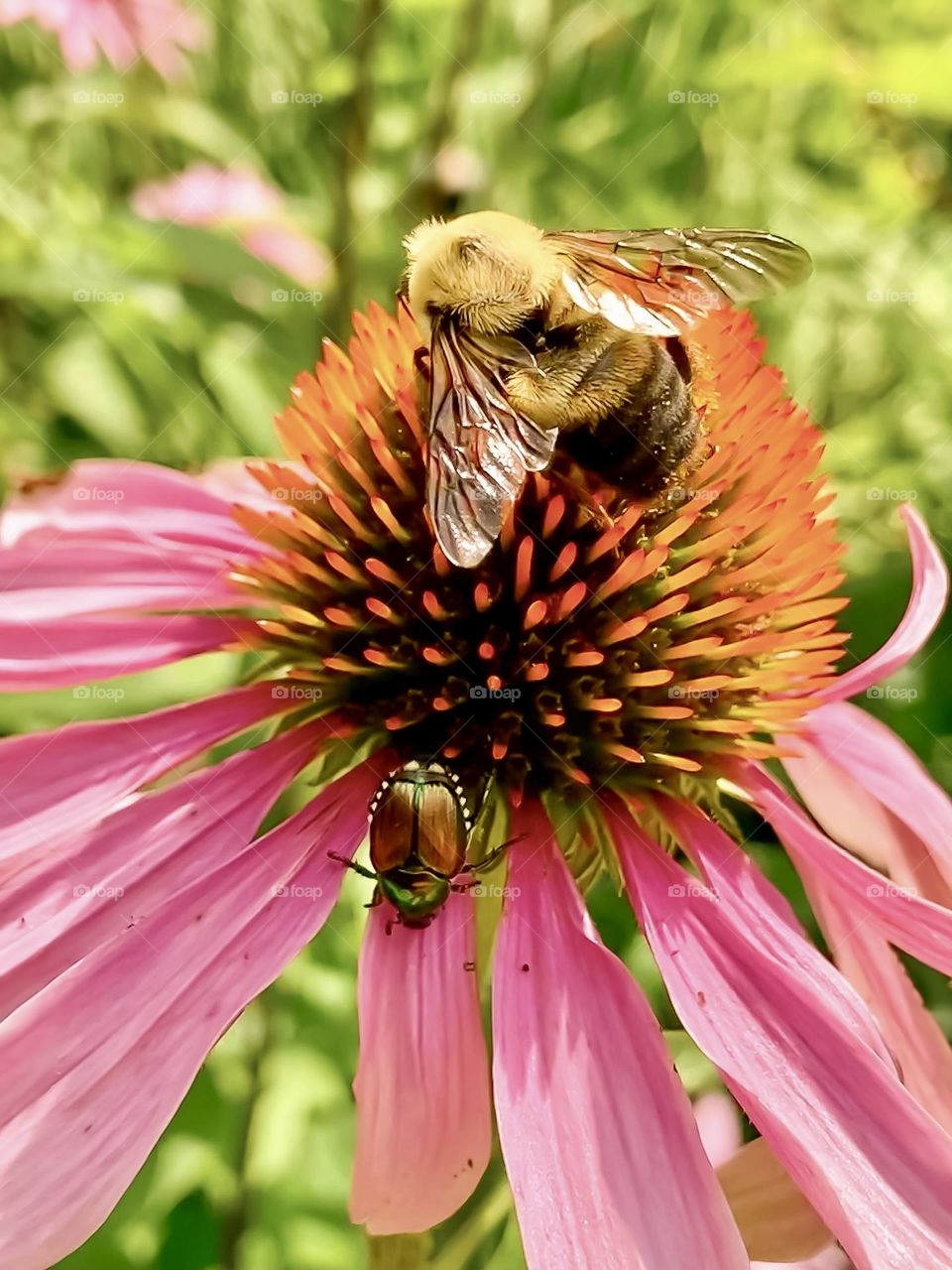 A busy echinacea flower, with both a common eastern bumblebee and a Japanese beetle.